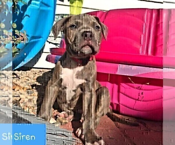 Medium Photo #7 American Pit Bull Terrier Puppy For Sale in ABERDEEN, SD, USA