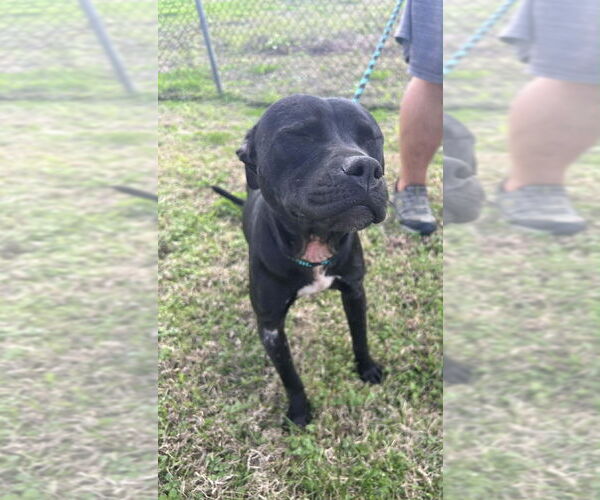 Medium Photo #3 Mutt Puppy For Sale in Abbeville, LA, USA