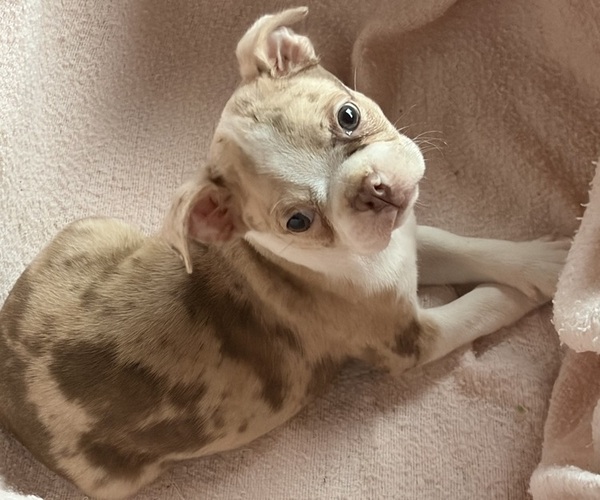 Medium Photo #1 Boston Terrier Puppy For Sale in KALONA, IA, USA