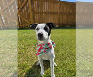 Mutt Dogs for adoption in Holly Springs, NC, USA