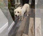 Small #12 Great Pyrenees Mix