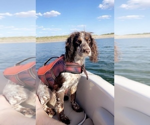 Mother of the Cocker Spaniel puppies born on 10/15/2025