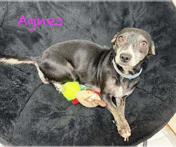 Medium Photo #2 Dachshund-Unknown Mix Puppy For Sale in Springdale, PA, USA