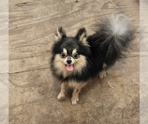Medium Photo #1 Pomeranian Puppy For Sale in DINWIDDIE, VA, USA