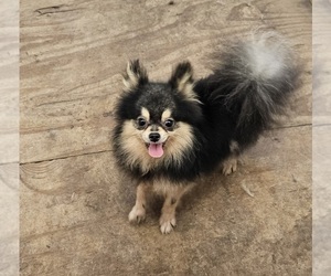 Pomeranian Puppy for sale in DINWIDDIE, VA, USA