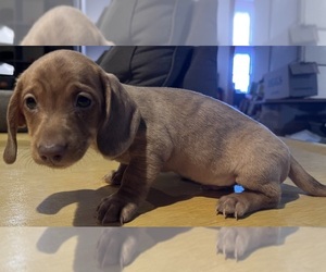 Dachshund Puppy for sale in LAWSON, MO, USA