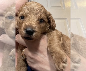 Poodle (Miniature) Puppy for Sale in ROCKWELL, North Carolina USA