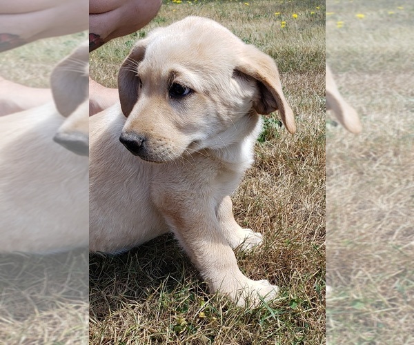 Medium Photo #15 Labrador Retriever Puppy For Sale in OLYMPIA, WA, USA