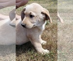 Small #14 Labrador Retriever