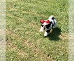 Small Photo #1 Shih Tzu Puppy For Sale in SHELL LAKE, WI, USA