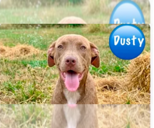 Mutt Dogs for adoption in Wenonah, NJ, USA