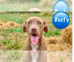 Small Mutt