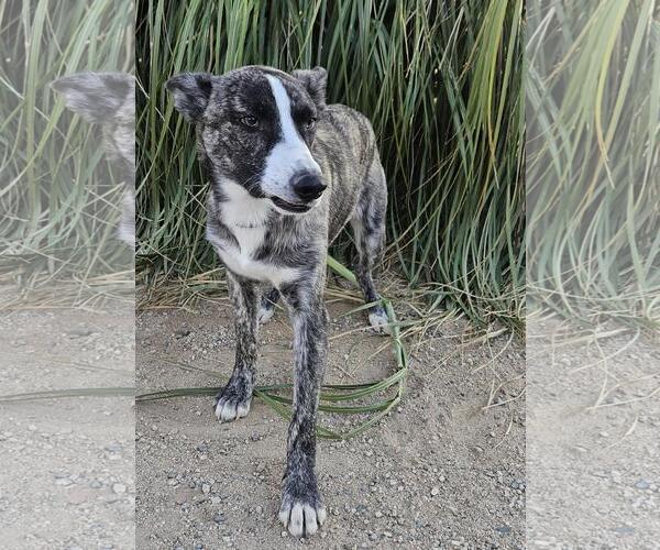 Medium Photo #2 Border Collie-Siberian Husky Mix Puppy For Sale in Santa Clarita, CA, USA