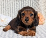 Small Photo #38 Dachshund Puppy For Sale in GOSHEN, IN, USA