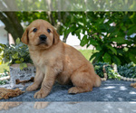 Small Photo #33 Golden Retriever Puppy For Sale in WOLCOTTVILLE, IN, USA