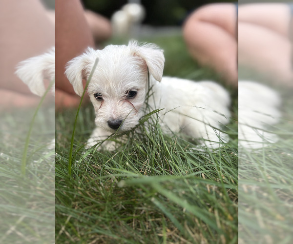Medium Photo #3 Chonzer-Pomeranian Mix Puppy For Sale in HOOKSETT, NH, USA