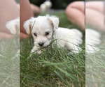 Small #2 Chonzer-Pomeranian Mix