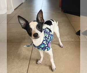 Chihuahua-Unknown Mix Dogs for adoption in Valrico, FL, USA