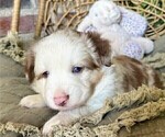 Small Photo #10 Miniature Australian Shepherd Puppy For Sale in MIDLAND, TX, USA