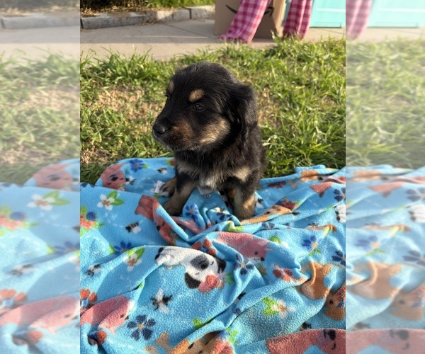 Medium Photo #6 Australian Retriever Puppy For Sale in CORSICANA, TX, USA