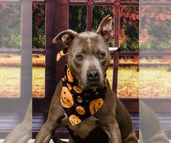 Medium Photo #1 American Pit Bull Terrier-Unknown Mix Puppy For Sale in Sanford, FL, USA