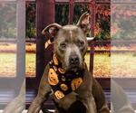 Small American Pit Bull Terrier Mix