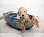 Small Photo #3 Goldendoodle Puppy For Sale in CENTENNIAL, CO, USA