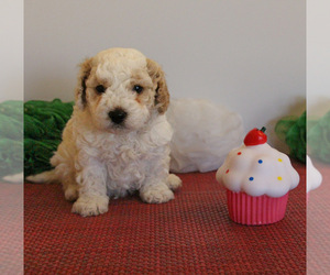 Medium Cavapoo (Toy)