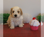 Puppy St Patrick Cavapoo (Toy)