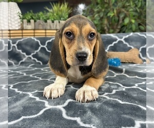 Beagle Puppy for sale in GREENFIELD, IN, USA