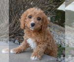 Small Photo #1 Cavapoo Puppy For Sale in CELINA, OH, USA
