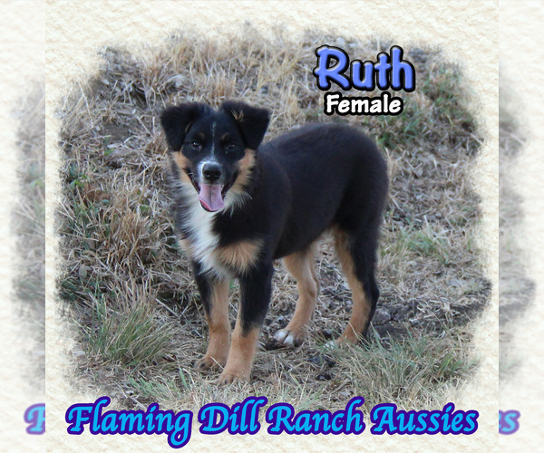 Medium Photo #1 Miniature Australian Shepherd Puppy For Sale in FORESTBURG, TX, USA