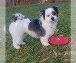 Small Photo #10 Havashu Puppy For Sale in Greensboro, NC, USA