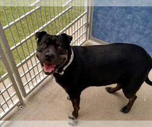 Chinese Shar-Pei Dogs for adoption in Fort Collins, CO, USA
