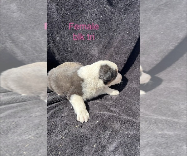 Medium Photo #18 Australian Shepherd Puppy For Sale in COTOPAXI, CO, USA