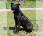 Small #1 Labrador Retriever Mix