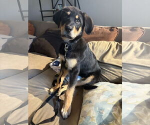 Rottweiler-Unknown Mix Dogs for adoption in Woodbury, NY, USA