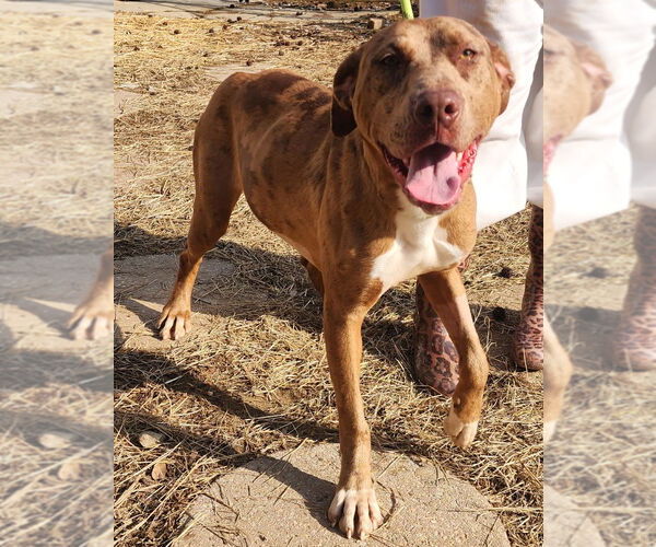 Medium Photo #2 Catahoula Leopard Dog-Labrador Retriever Mix Puppy For Sale in Wetumpka, AL, USA