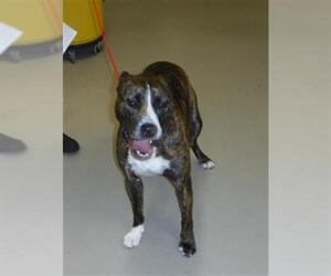 Mutt Dogs for adoption in Sanford, FL, USA