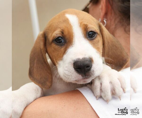 Medium Photo #3 Retriever -Unknown Mix Puppy For Sale in Washington, DC, USA