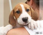 Small #2 Retriever  Mix