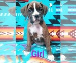 Small #2 Boxer