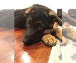 Small Photo #2 German Shepherd Dog Puppy For Sale in DAMASCUS, OR, USA