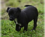 Small #2 Chihuahua Mix