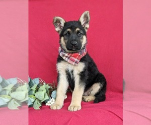 German Shepherd Dog Puppy for sale in OXFORD, PA, USA