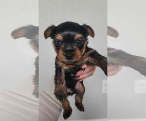 Yorkshire Terrier Puppy for sale in WINDSOR, CO, USA