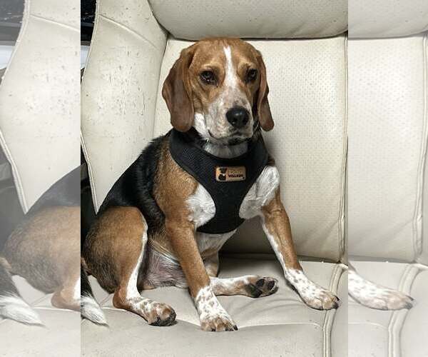 Medium Photo #3 Beagle Puppy For Sale in Tucson, AZ, USA