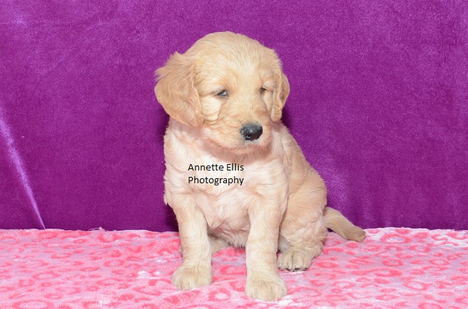 Medium Photo #1 Goldendoodle Puppy For Sale in MILLERSBURG, IN, USA