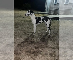 Mother of the Great Dane puppies born on 04/25/2026