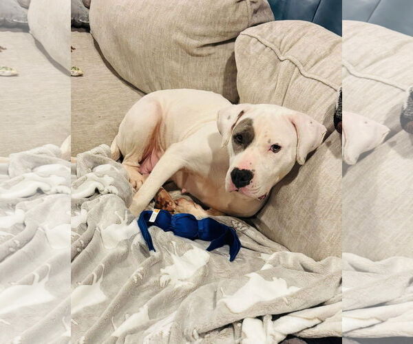 Medium Photo #13 American Bulldog-Unknown Mix Puppy For Sale in Germantown, OH, USA